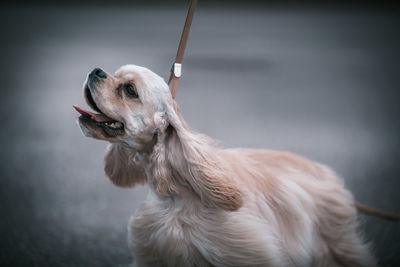 Close-up of a dog looking away