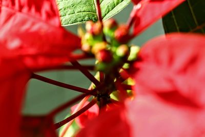 Close-up of red flowering plant