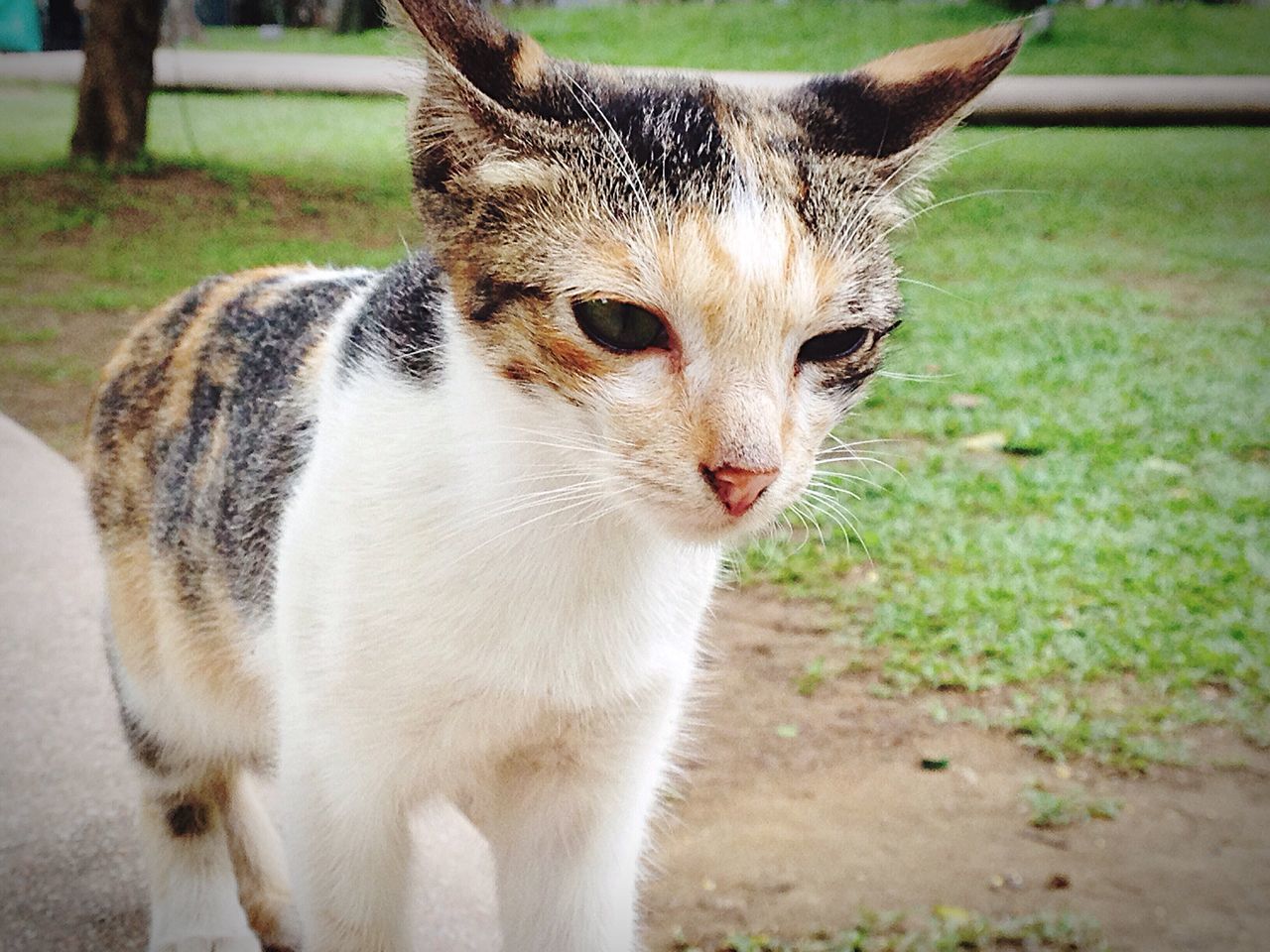 animal themes, one animal, mammal, looking at camera, portrait, feline, grass, no people, domestic animals, outdoors, standing, pets, nature, day, close-up