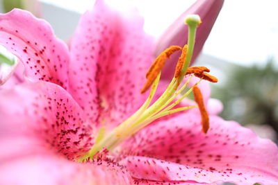 Close-up of pink day lily