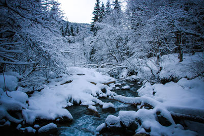Snow covered trees against sky