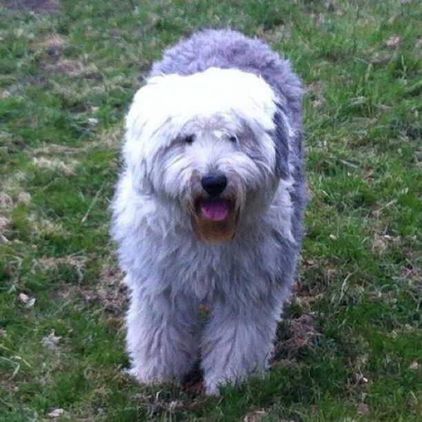 dog, domestic animals, animal themes, pets, mammal, one animal, grass, field, portrait, animal hair, white color, sticking out tongue, looking at camera, grassy, animal head, close-up, front view, outdoors, mouth open, day