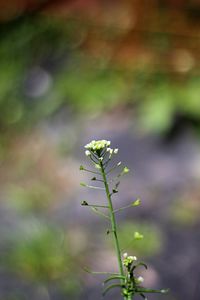 Close-up of flowering plant