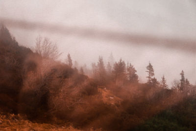 Close-up of trees against sky