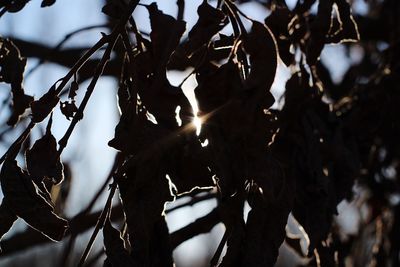 Low angle view of silhouette leaves against sky