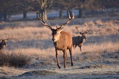 Deer in a field