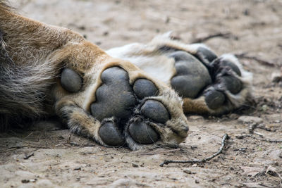 Close-up of a sleeping lion, paws