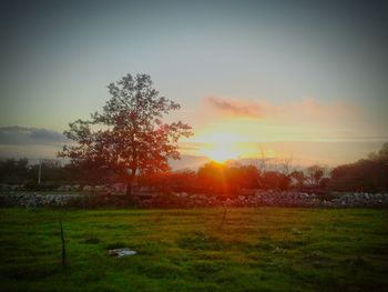 Scenic view of grassy field against sky at sunset