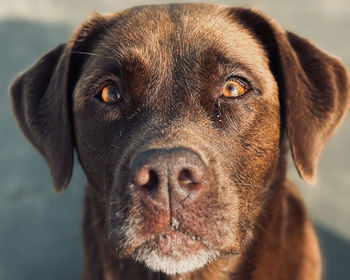 Close-up portrait of black dog