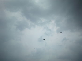 Low angle view of birds flying in sky