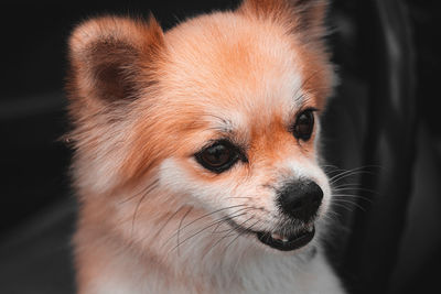 Close-up portrait of a dog