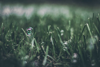 Close-up of grass on field