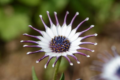 Close-up of purple and white osteospermum blooming outdoors
