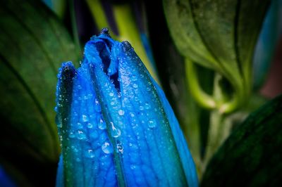 Close-up of raindrops on blue flower