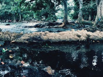 Scenic view of river in forest
