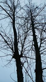 Low angle view of silhouette bare tree against sky