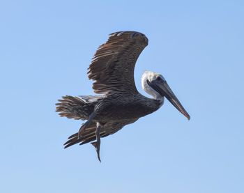 Low angle view of pelican flying against clear blue sky