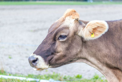 Close-up of a cow on field