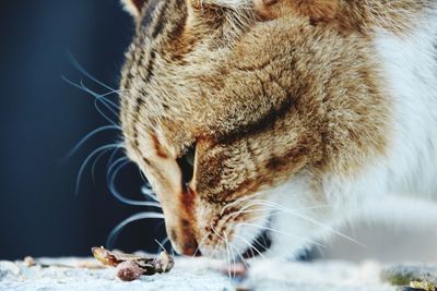 Close-up of cat