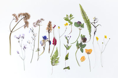 Close-up of flowers over white background