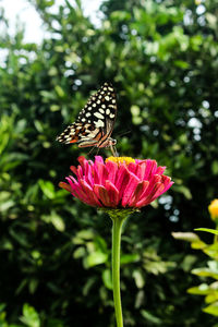 Close-up of butterfly pollinating on pink flower