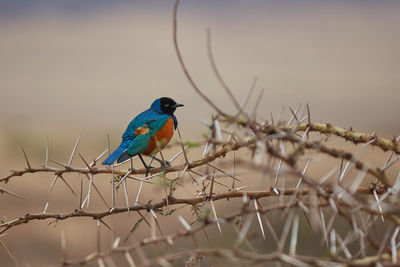 Bird perching on a branch