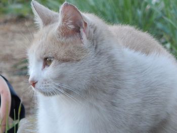 Close-up of cat looking away