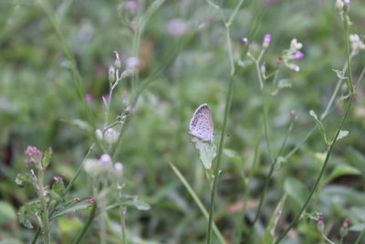 Close-up of purple flowering plant on field