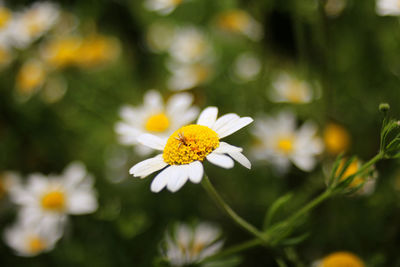 Close-up of yellow flowers blooming outdoors