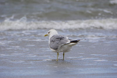 Seagull perching on a water