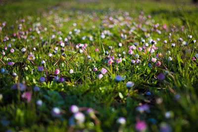 Purple flowers growing in field