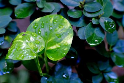green