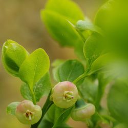 Close-up of flowering plant