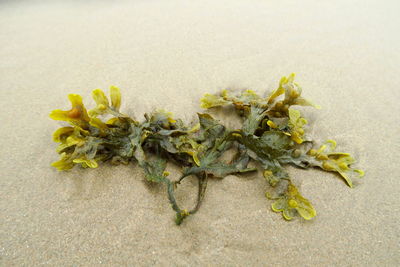 High angle view of kelp on beach 