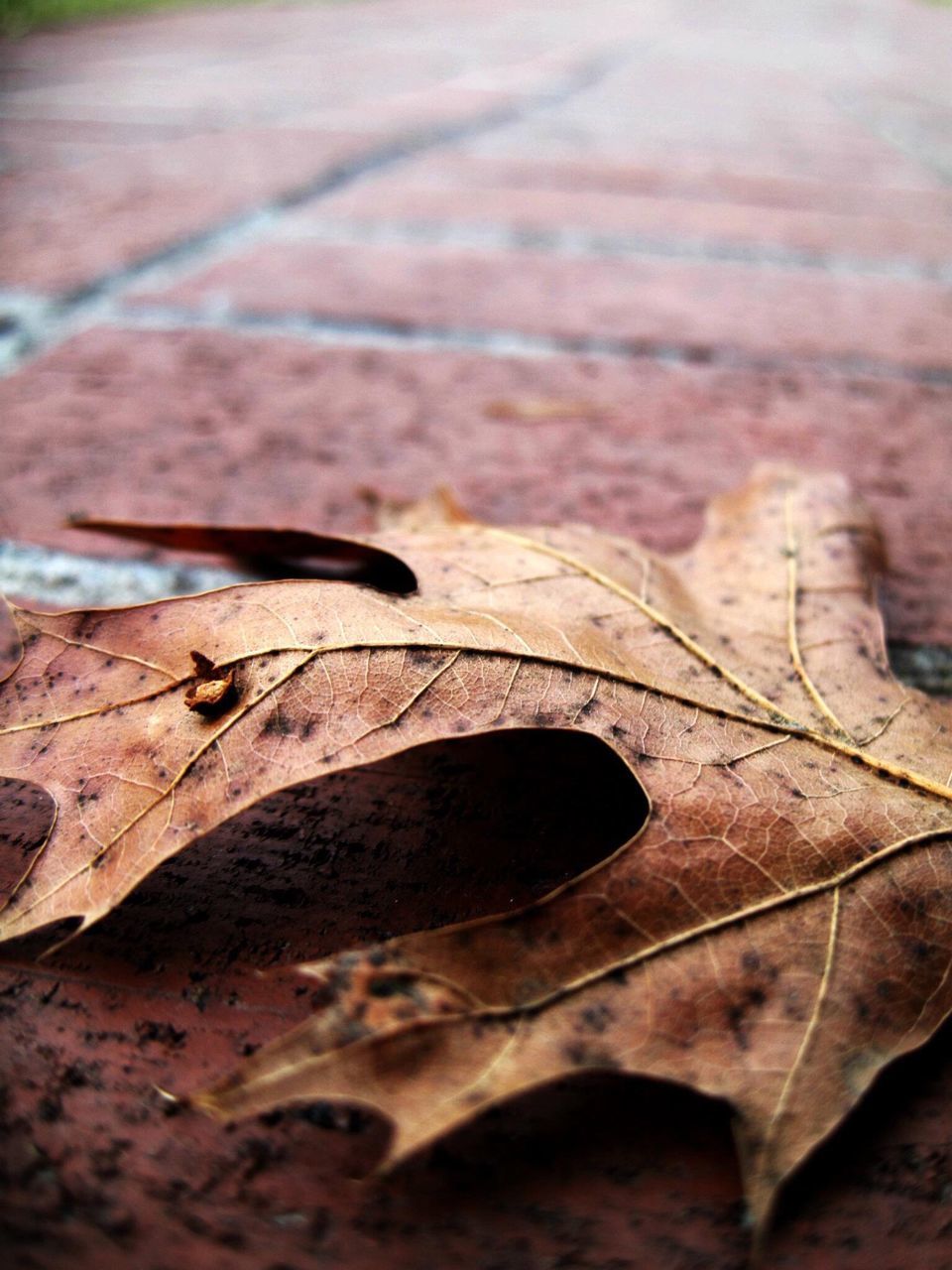 leaf, insect, one animal, wildlife, animal themes, animals in the wild, close-up, selective focus, nature, leaf vein, natural pattern, focus on foreground, outdoors, day, autumn, high angle view, dry, no people, textured, brown