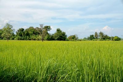 Scenic view of agricultural field against sky