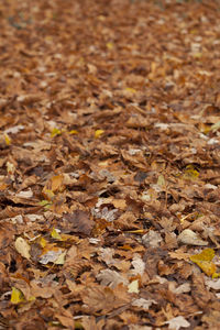 High angle view of dry leaves on field