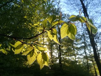 Low angle view of yellow leaves on tree