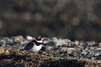 Close-up of bird perching on a field