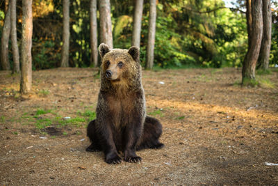 Portrait of bear in a forest