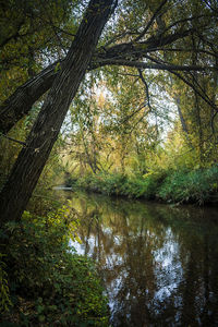 Scenic view of lake in forest