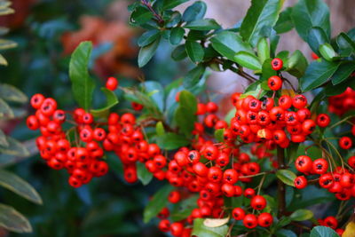 Close-up of red berries growing on plant