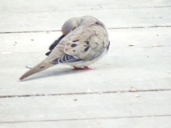 Close-up of pigeon perching on footpath