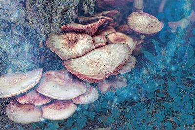 High angle view of mushrooms on land