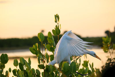 Close-up of a bird on a plant