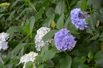 High angle view of purple flowering plants