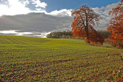 Scenic view of field against sky during autumn