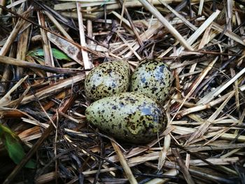 Close-up of easter egg