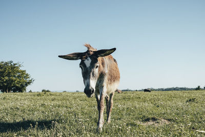 View of a horse on field