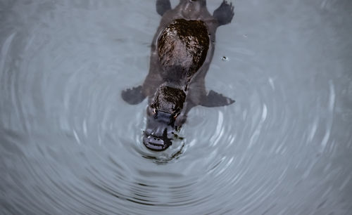 Platypus swimming on the surface of a creek